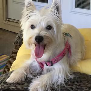 Meet your Posher, Carol